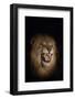 Lion (Panthera leo) male at night, Zimanga private game reserve, KwaZulu-Natal-Ann and Steve Toon-Framed Photographic Print