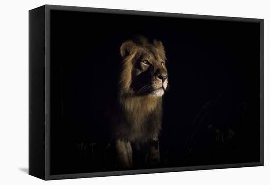 Lion (Panthera Leo) Male in Darkness, Okavango Delta, Botswana-Wim van den Heever-Framed Stretched Canvas