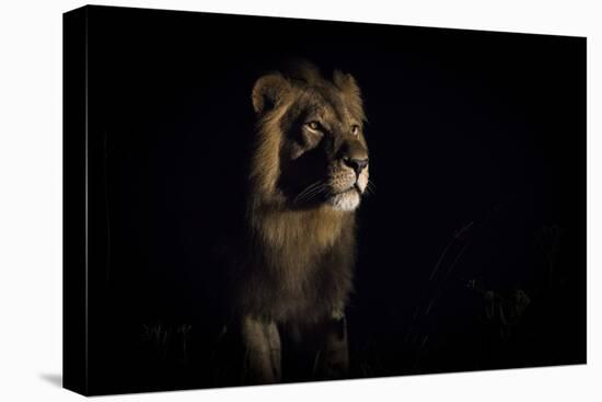 Lion (Panthera Leo) Male in Darkness, Okavango Delta, Botswana-Wim van den Heever-Stretched Canvas