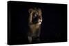 Lion (Panthera Leo) Male in Darkness, Okavango Delta, Botswana-Wim van den Heever-Stretched Canvas
