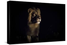 Lion (Panthera Leo) Male in Darkness, Okavango Delta, Botswana-Wim van den Heever-Stretched Canvas