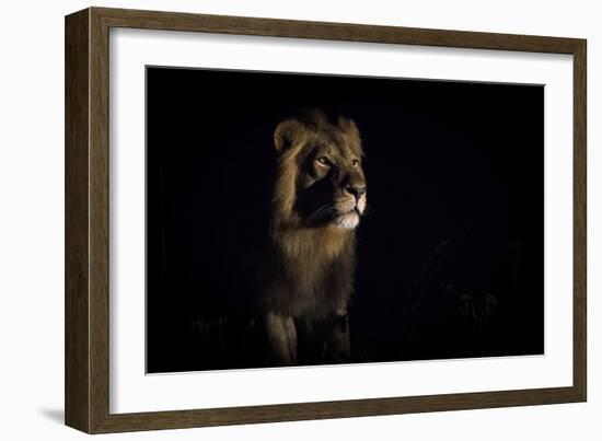 Lion (Panthera Leo) Male in Darkness, Okavango Delta, Botswana-Wim van den Heever-Framed Photographic Print