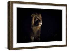 Lion (Panthera Leo) Male in Darkness, Okavango Delta, Botswana-Wim van den Heever-Framed Photographic Print
