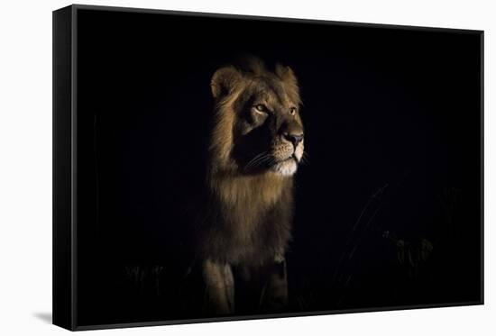 Lion (Panthera Leo) Male in Darkness, Okavango Delta, Botswana-Wim van den Heever-Framed Stretched Canvas