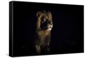 Lion (Panthera Leo) Male in Darkness, Okavango Delta, Botswana-Wim van den Heever-Framed Stretched Canvas