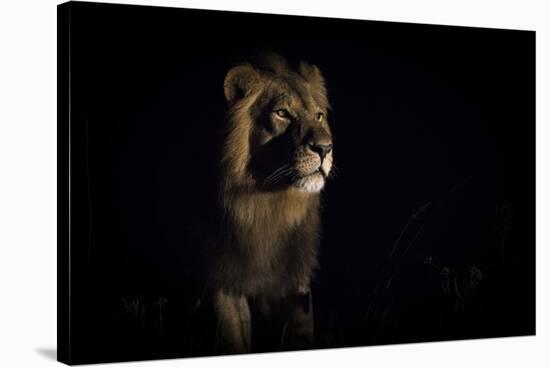 Lion (Panthera Leo) Male in Darkness, Okavango Delta, Botswana-Wim van den Heever-Stretched Canvas