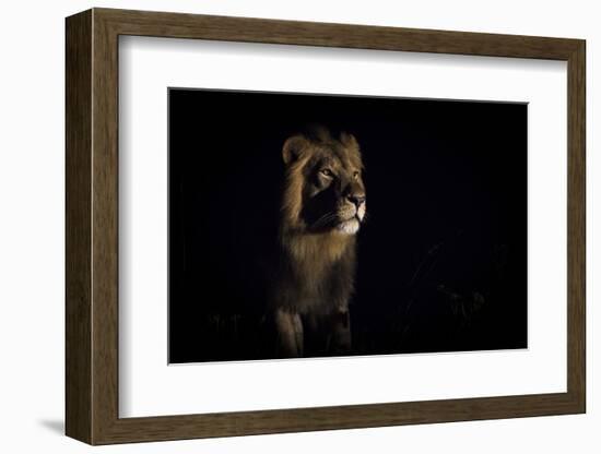 Lion (Panthera Leo) Male in Darkness, Okavango Delta, Botswana-Wim van den Heever-Framed Photographic Print