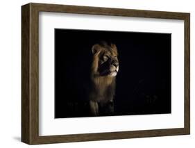 Lion (Panthera Leo) Male in Darkness, Okavango Delta, Botswana-Wim van den Heever-Framed Photographic Print