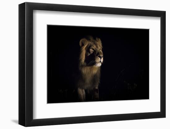 Lion (Panthera Leo) Male in Darkness, Okavango Delta, Botswana-Wim van den Heever-Framed Photographic Print