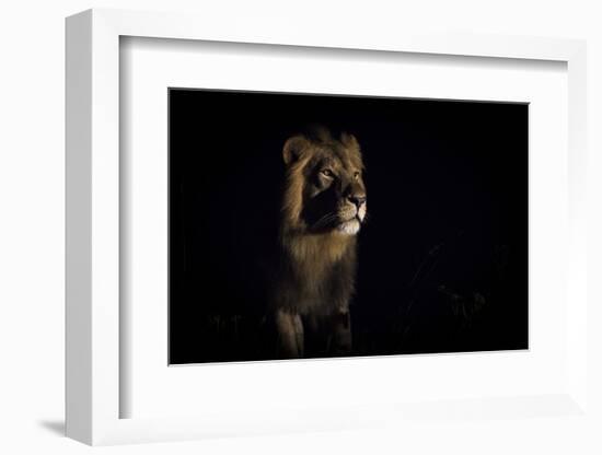 Lion (Panthera Leo) Male in Darkness, Okavango Delta, Botswana-Wim van den Heever-Framed Photographic Print