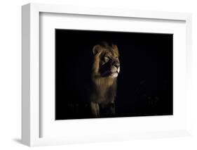 Lion (Panthera Leo) Male in Darkness, Okavango Delta, Botswana-Wim van den Heever-Framed Photographic Print