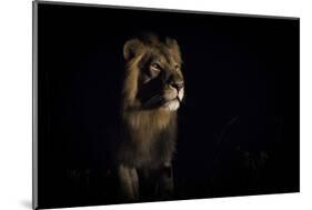 Lion (Panthera Leo) Male in Darkness, Okavango Delta, Botswana-Wim van den Heever-Mounted Photographic Print