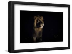 Lion (Panthera Leo) Male in Darkness, Okavango Delta, Botswana-Wim van den Heever-Framed Premium Photographic Print