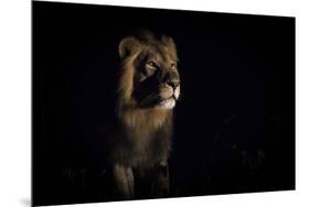 Lion (Panthera Leo) Male in Darkness, Okavango Delta, Botswana-Wim van den Heever-Mounted Photographic Print