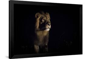 Lion (Panthera Leo) Male in Darkness, Okavango Delta, Botswana-Wim van den Heever-Framed Photographic Print