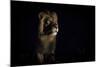 Lion (Panthera Leo) Male in Darkness, Okavango Delta, Botswana-Wim van den Heever-Mounted Photographic Print