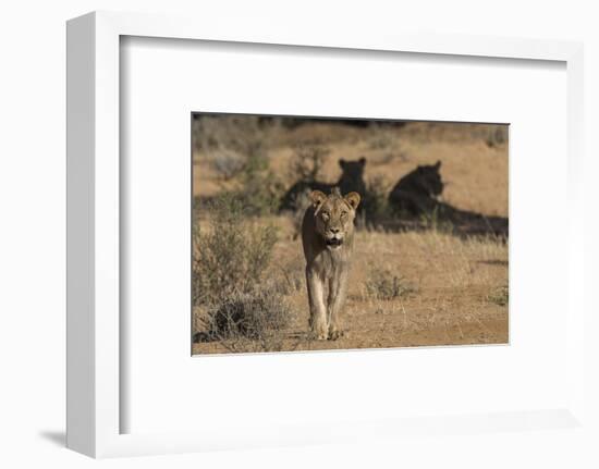 Lion (Panthera leo) male, Kgalagadi Transfrontier Park, South Africa-Ann and Steve Toon-Framed Photographic Print