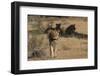 Lion (Panthera leo) male, Kgalagadi Transfrontier Park, South Africa-Ann and Steve Toon-Framed Photographic Print