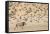 Lion (Panthera leo) male, Kgalagadi Transfrontier Park, South Africa-Ann and Steve Toon-Framed Stretched Canvas