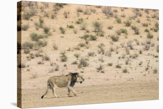 Lion (Panthera leo) male, Kgalagadi Transfrontier Park, South Africa-Ann and Steve Toon-Stretched Canvas