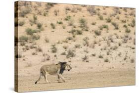 Lion (Panthera leo) male, Kgalagadi Transfrontier Park, South Africa-Ann and Steve Toon-Stretched Canvas