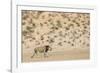 Lion (Panthera leo) male, Kgalagadi Transfrontier Park, South Africa-Ann and Steve Toon-Framed Photographic Print