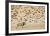 Lion (Panthera leo) male, Kgalagadi Transfrontier Park, South Africa-Ann and Steve Toon-Framed Photographic Print