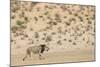 Lion (Panthera leo) male, Kgalagadi Transfrontier Park, South Africa-Ann and Steve Toon-Mounted Photographic Print