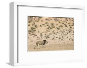 Lion (Panthera leo) male, Kgalagadi Transfrontier Park, South Africa-Ann and Steve Toon-Framed Photographic Print