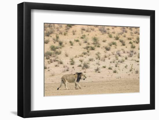 Lion (Panthera leo) male, Kgalagadi Transfrontier Park, South Africa-Ann and Steve Toon-Framed Photographic Print