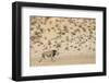 Lion (Panthera leo) male, Kgalagadi Transfrontier Park, South Africa-Ann and Steve Toon-Framed Photographic Print