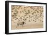 Lion (Panthera leo) male, Kgalagadi Transfrontier Park, South Africa-Ann and Steve Toon-Framed Photographic Print