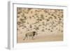 Lion (Panthera leo) male, Kgalagadi Transfrontier Park, South Africa-Ann and Steve Toon-Framed Photographic Print