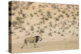 Lion (Panthera leo) male, Kgalagadi Transfrontier Park, South Africa-Ann and Steve Toon-Stretched Canvas