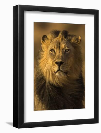 Lion (Panthera leo) male, Kgalagadi Transfrontier Park-Ann and Steve Toon-Framed Photographic Print