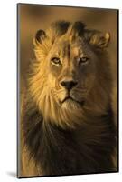 Lion (Panthera leo) male, Kgalagadi Transfrontier Park-Ann and Steve Toon-Mounted Photographic Print