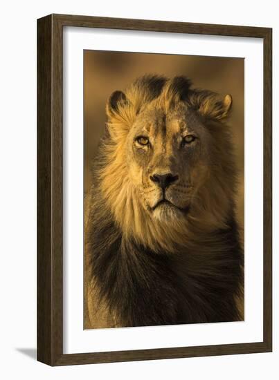 Lion (Panthera leo) male, Kgalagadi Transfrontier Park-Ann and Steve Toon-Framed Photographic Print