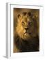 Lion (Panthera leo) male, Kgalagadi Transfrontier Park-Ann and Steve Toon-Framed Photographic Print