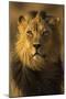 Lion (Panthera leo) male, Kgalagadi Transfrontier Park-Ann and Steve Toon-Mounted Photographic Print