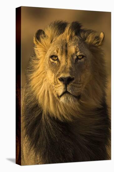 Lion (Panthera leo) male, Kgalagadi Transfrontier Park-Ann and Steve Toon-Stretched Canvas