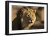 Lion (Panthera leo) male, Kgalagadi Transfrontier Park-Ann and Steve Toon-Framed Photographic Print