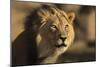 Lion (Panthera leo) male, Kgalagadi Transfrontier Park-Ann and Steve Toon-Mounted Photographic Print