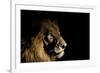 Lion (Panthera Leo) Male with Scars Photographed with Side-Lit Spot Light at Night-Wim van den Heever-Framed Photographic Print