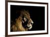 Lion (Panthera Leo) Male with Scars Photographed with Side-Lit Spot Light at Night-Wim van den Heever-Framed Photographic Print
