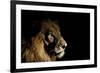 Lion (Panthera Leo) Male with Scars Photographed with Side-Lit Spot Light at Night-Wim van den Heever-Framed Photographic Print