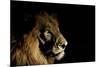 Lion (Panthera Leo) Male with Scars Photographed with Side-Lit Spot Light at Night-Wim van den Heever-Mounted Photographic Print