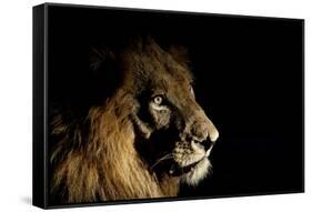 Lion (Panthera Leo) Male with Scars Photographed with Side-Lit Spot Light at Night-Wim van den Heever-Framed Stretched Canvas