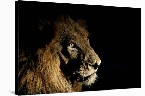 Lion (Panthera Leo) Male with Scars Photographed with Side-Lit Spot Light at Night-Wim van den Heever-Stretched Canvas