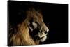 Lion (Panthera Leo) Male with Scars Photographed with Side-Lit Spot Light at Night-Wim van den Heever-Stretched Canvas