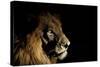 Lion (Panthera Leo) Male with Scars Photographed with Side-Lit Spot Light at Night-Wim van den Heever-Stretched Canvas